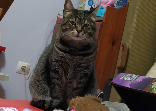 Χάθηκε θηλυκιά γάτα, Χαλάνδρι