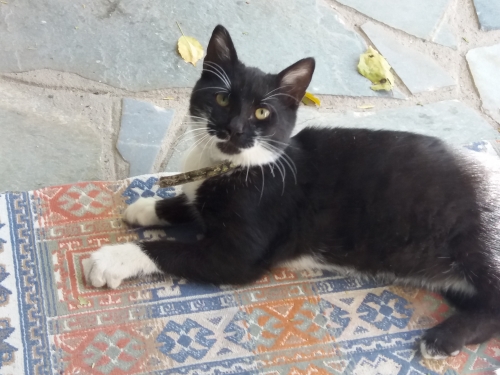 ΧΑΘΗΚΕ ΑΡΣΕΝΙΚΟΣ ΓΑΤΟΥΛΗΣ