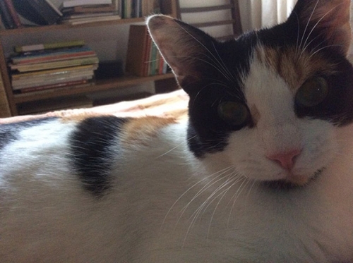 &Chi;ά&theta;&eta;&kappa;&epsilon; &gamma;ά&tau;&alpha;, &Omicron;&lambda;&upsilon;&mu;&pi;&iota;ά&delta;&alpha; &Theta;&epsilon;&sigma;/&nu;ί&kappa;&eta;&sigmaf;