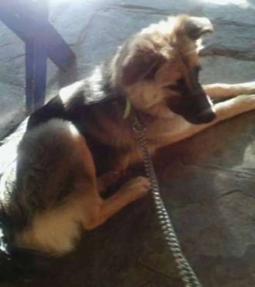 Χάθηκε κουτάβι στο Σκαραμαγκά