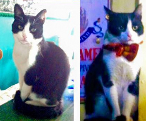 &Chi;ά&theta;&eta;&kappa;&epsilon; &gamma;ά&tau;&omicron;&sigmaf;, &Theta;&epsilon;&sigma;/&nu;ί&kappa;&eta;