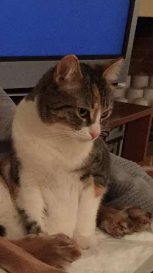 Χάθηκε λευκή-γκρι γάτα