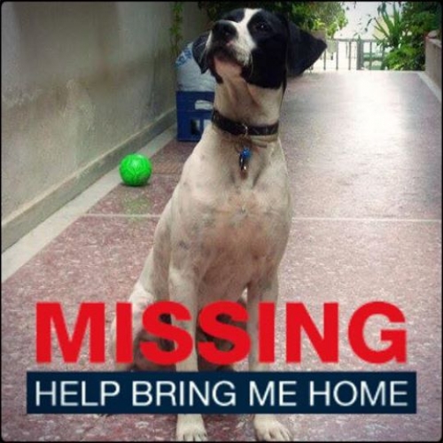 &Chi;ά&theta;&eta;&kappa;&epsilon; ά&sigma;&pi;&rho;&omicron; &mu;&alpha;&upsilon;&rho;&omicron; &sigma;&kappa;&upsilon;&lambda;ά&kappa;&iota;, &Sigma;&upsilon;&kappa;&epsilon;ώ&nu;