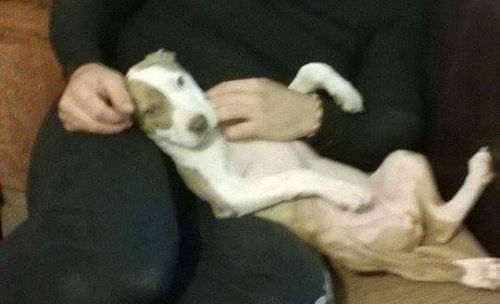 Χάθηκε μπεζ Πιτμπουλ, Ελευσίνα