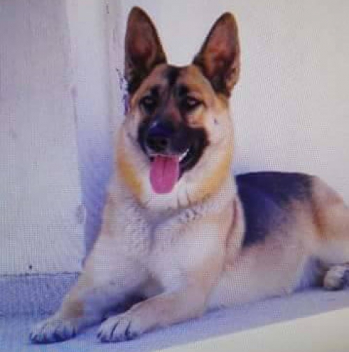 &Chi;ά&theta;&eta;&kappa;&epsilon; &eta;&mu;ί&alpha;&iota;&mu;&omicron; &lambda;&upsilon;&kappa;ό&sigma;&kappa;&upsilon;&lambda;&omicron;, &Tau;&epsilon;&rho;&psi;&iota;&theta;έ&alpha; &Gamma;&lambda;&upsilon;&phi;ά&delta;&alpha;&sigmaf;