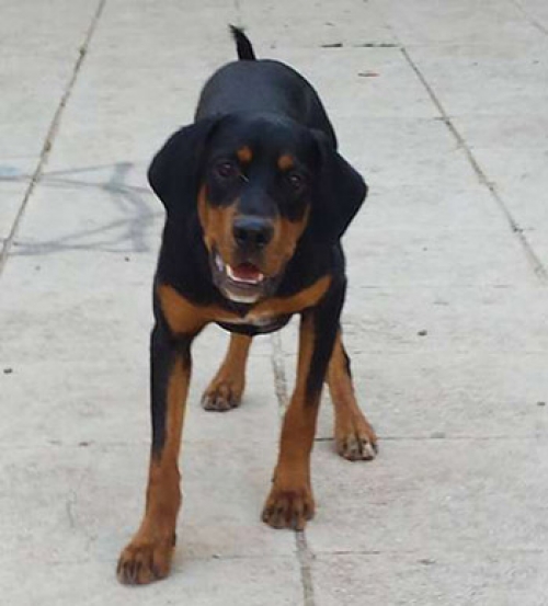 Χάθηκε στην Αργιθέα Παιανίας