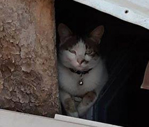 Βρέθηκε γάτος, Μεταμόρφωση