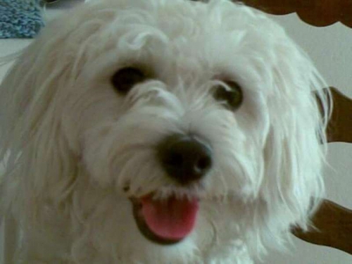 &Chi;ά&theta;&eta;&kappa;&epsilon; &lambda;&epsilon;&upsilon;&kappa;ό&sigmaf; &sigma;&kappa;ύ&lambda;&omicron;&sigmaf;, &Chi;&alpha;&lambda;ά&nu;&delta;&rho;&iota;