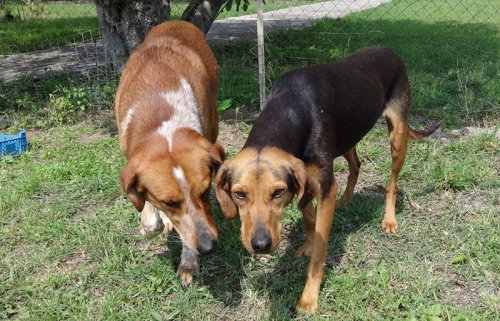 &Chi;ά&theta;&eta;&kappa;&alpha;&nu; 2 &sigma;&kappa;&upsilon;&lambda;&iota;ά, &Pi;&omicron;&upsilon;&rho;&nu;ά&rho;&iota; &Pi;&upsilon;&lambda;&alpha;ί&alpha;&sigmaf;