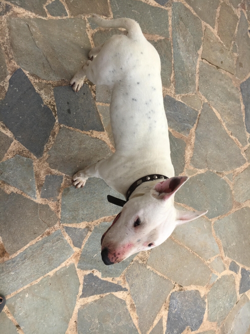 Βρέθηκε Καθαρόαιμο Bull terrier