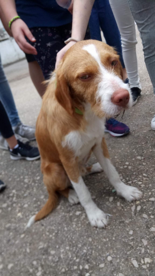 Βρέθηκε σκυλάκι στη περιοχή Λάγγουρα της Πάτρας