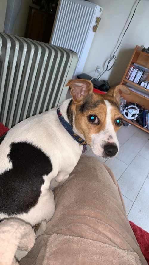 Χάθηκε σκυλάκι τζακ ρασσελ. Λουτράκι