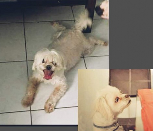 Χάθηκε σκύλος, Δραπετσώνα