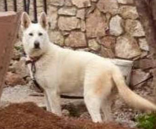 &Chi;ά&theta;&eta;&kappa;&epsilon; ά&sigma;&pi;&rho;&omicron; &sigma;&kappa;&upsilon;&lambda;ί, &Sigma;&alpha;&lambda;&alpha;&mu;ί&nu;&alpha;