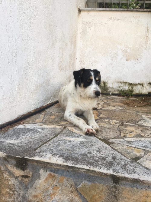 Βρεθηκε ημιαιμο γκριφον