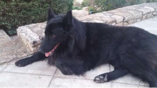 Χάθηκε μαύρος Βέλγικος Ποιμενικός, Κάντζα