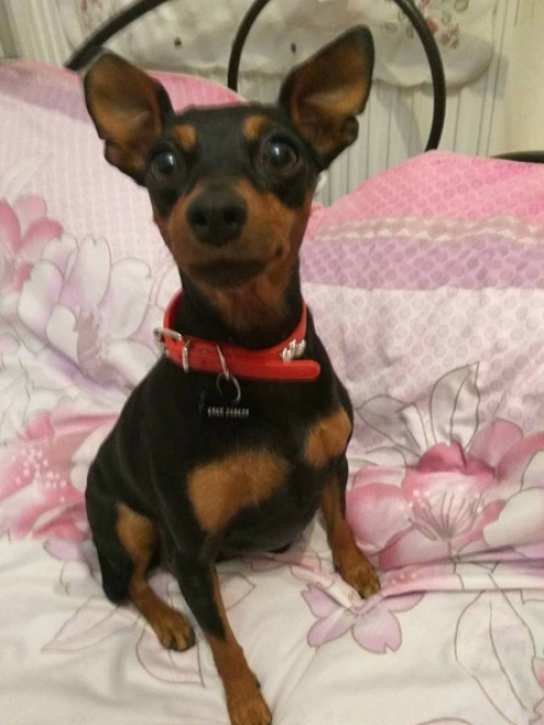 Κλάπηκε θηλυκό Πίνσερ, Θεσ/νίκη