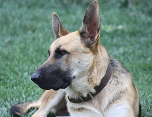 Χάθηκε αρσενικό Λυκόσκυλο