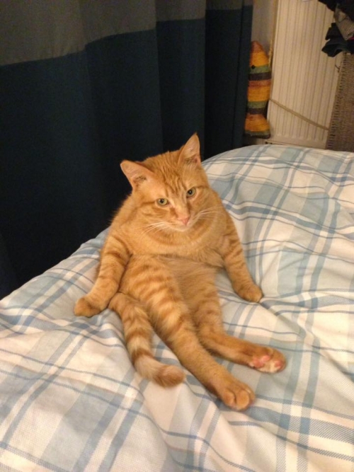 Χάθηκε καφέ τιγρέ γάτος, Παπάγου