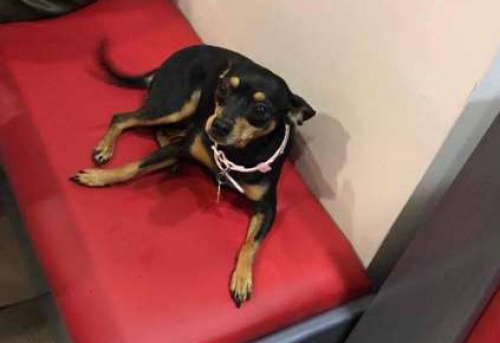 &Chi;ά&theta;&eta;&kappa;&epsilon; &Pi;ί&nu;&tau;&sigma;&epsilon;&rho;, &Lambda;&epsilon;&pi;&tau;&omicron;&kappa;&alpha;&rho;&upsilon;ά