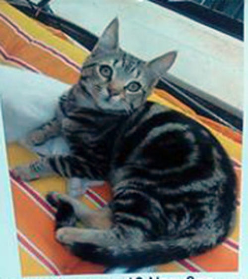 &Chi;ά&theta;&eta;&kappa;&epsilon; &gamma;ά&tau;&omicron;&sigmaf;, &Pi;&alpha;&gamma;&kappa;&rho;ά&tau;&iota;