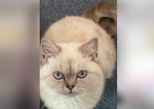 Χάθηκε γάτα Περσίας, Μαρούσι