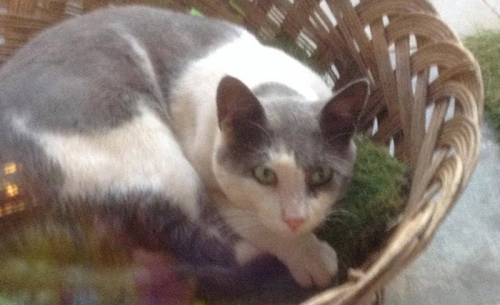 &Chi;ά&theta;&eta;&kappa;&epsilon; &gamma;ά&tau;&omicron;&sigmaf;, &Nu;. &Epsilon;&rho;&upsilon;&theta;&rho;&alpha;ί&alpha;