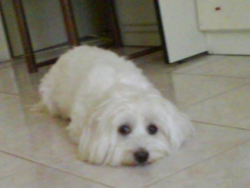 Χάθηκε άσπρο Μαλτέζ, Μυτιλήνη