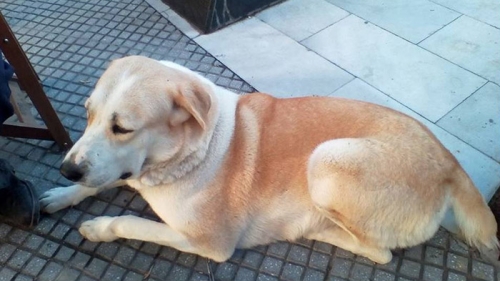 Χάθηκε Ποιμενικος Κεντρικής Ασίας, Κολωνός