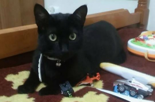 &Chi;ά&theta;&eta;&kappa;&epsilon; &mu;&alpha;ύ&rho;&omicron;&sigmaf; &gamma;ά&tau;&omicron;&sigmaf;, &Pi;&epsilon;&tau;&rho;&omicron;ύ&pi;&omicron;&lambda;&eta;