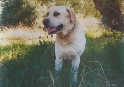 Χάθηκε μπεζ Λάμπραντορ, Θεσ/νίκη