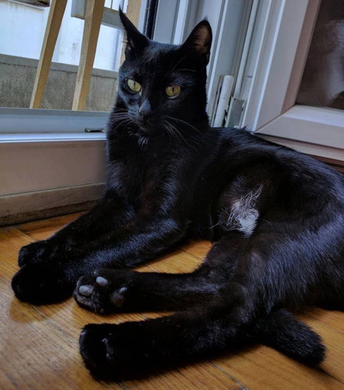 Χάθηκε μαύρη γάτα, Θεσ/νίκη