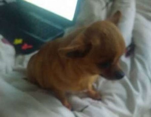 &Chi;ά&theta;&eta;&kappa;&epsilon; &kappa;&alpha;&phi;έ &Tau;&sigma;&iota;&omicron;&upsilon;ά&omicron;&upsilon;&alpha;