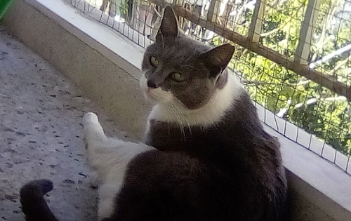 Χάθηκε γάτα, Σελλασία Λακωνίας