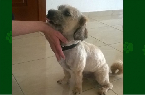 &Chi;ά&theta;&eta;&kappa;&epsilon; &mu;&iota;&kappa;&rho;ό&sigma;&omega;&mu;&omicron;&sigmaf; &Sigma;&kappa;ύ&lambda;&omicron;&sigmaf;, &Alpha;&iota;&gamma;ά&lambda;&epsilon;&omega;