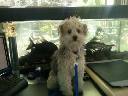 &Chi;ά&theta;&eta;&kappa;&epsilon; &lambda;&epsilon;&upsilon;&kappa;ό &Gamma;&kappa;&rho;&iota;&phi;ό&nu; &Kappa;&alpha;&nu;ί&sigmaf;, &Kappa;&eta;&pi;&omicron;ύ&pi;&omicron;&lambda;&eta;