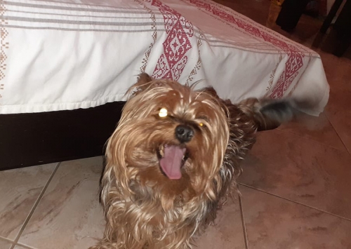 Χάθηκε Γιορκσάιρ, Περιστέρι