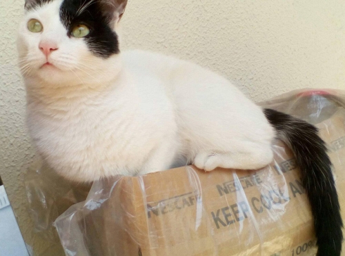 Χάθηκε γάτος, Σταυρούπολη