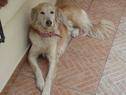 &Chi;ά&theta;&eta;&kappa;&epsilon; &sigma;&kappa;ύ&lambda;&omicron;&sigmaf;, &Nu;έ&omicron; &Phi;ά&lambda;&eta;&rho;&omicron;