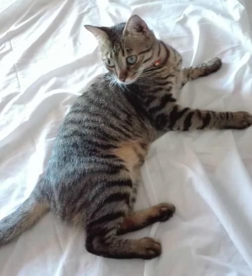 ΧΑΘΗΚΕ ΓΑΤΟΣ ΣΤΗΝ ΠΑΡΑΛΙΑ ΛΟΥΚΙΣΙΩΝ