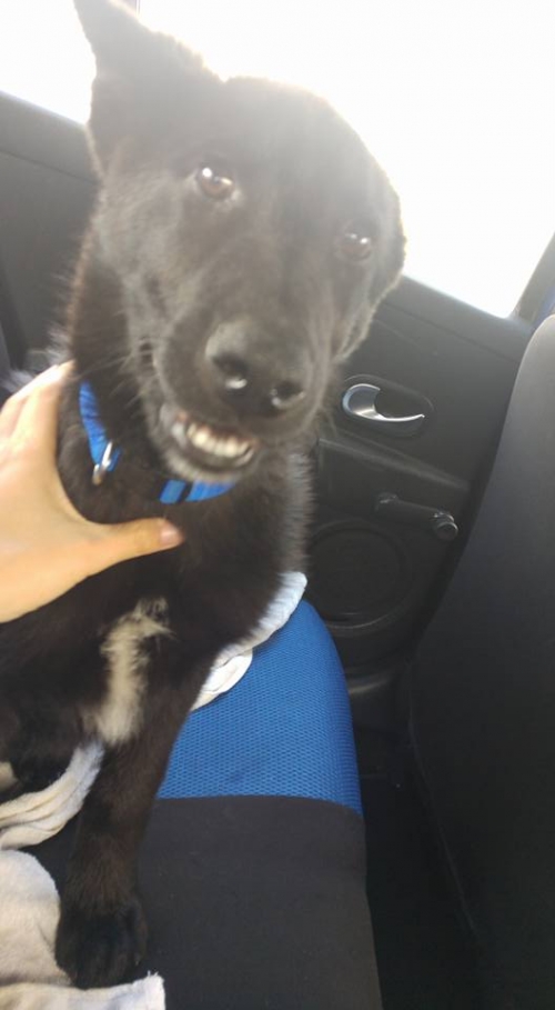 &Chi;ά&theta;&eta;&kappa;&epsilon; &mu;&alpha;ύ&rho;&omicron; &sigma;&kappa;&upsilon;&lambda;ά&kappa;&iota;, &Alpha;&rho;&gamma;&omicron;&upsilon;&lambda;ί&delta;&epsilon;&sigmaf; &Chi;&alpha;&nu;&iota;ά