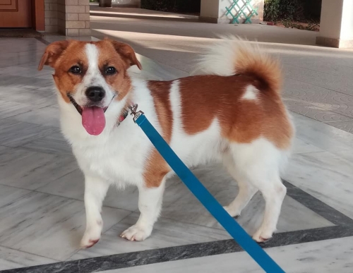 Βρέθηκε στο Βύρωνα!