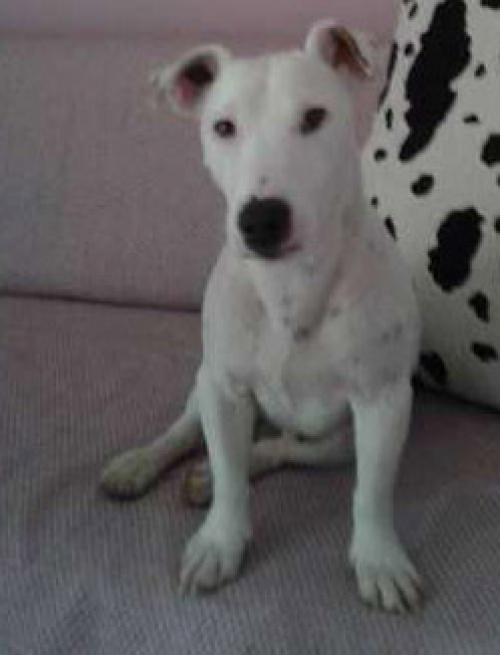 &Chi;ά&theta;&eta;&kappa;&epsilon; &lambda;&epsilon;&upsilon;&kappa;ό &Tau;&zeta;ά&kappa; &Rho;ά&sigma;&epsilon;&lambda;