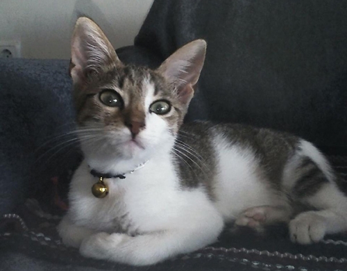 Χάθηκε γάτος, Σαλαμίνα