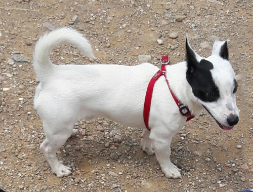 &Chi;ά&theta;&eta;&kappa;&epsilon; &Tau;&zeta;&alpha;&kappa; &Rho;ά&sigma;&epsilon;&lambda;, &Alpha;&rho;&gamma;&upsilon;&rho;&omicron;ύ&pi;&omicron;&lambda;&eta;