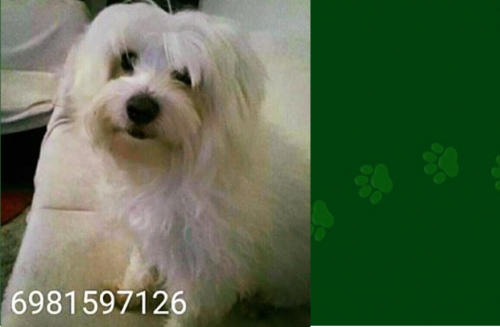 &Chi;ά&theta;&eta;&kappa;&epsilon;-&Kappa;&lambda;ά&pi;&eta;&kappa;&epsilon; &Sigma;&kappa;ύ&lambda;&omicron;&sigmaf;, &lambda;&epsilon;&upsilon;&kappa;ό &alpha;&rho;&sigma;&epsilon;&nu;&iota;&kappa;ό, &Kappa;&epsilon;&rho;&alpha;&tau;&sigma;ί&nu;&iota;