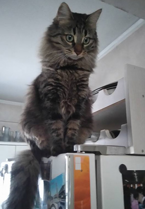 &Chi;ά&theta;&eta;&kappa;&epsilon; &gamma;ά&tau;&alpha;, &pi;&alpha;&rho;&alpha;&rho;&epsilon;&mu;ά&tau;&iota;&omicron; &Beta;&rho;&iota;&lambda;&lambda;ή&sigma;&iota;&alpha;