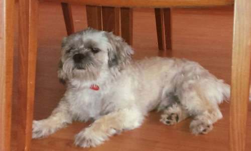 Βρέθηκε μπεζ αρσενικό σκυλάκι, Πανόραμα