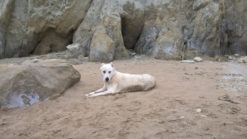 &Chi;ά&theta;&eta;&kappa;&epsilon; &eta;&mu;ί&alpha;&iota;&mu;&omicron; ά&sigma;&pi;&rho;&omicron; &Lambda;&upsilon;&kappa;ό&sigma;&kappa;&upsilon;&lambda;&omicron;, &Kappa;έ&rho;&kappa;&upsilon;&rho;&alpha;