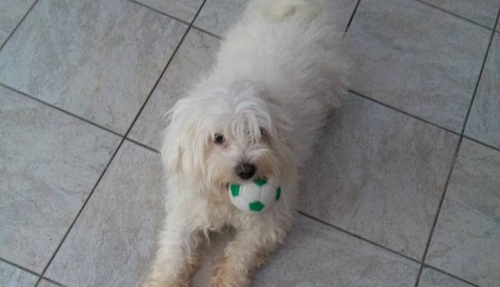 &Chi;ά&theta;&eta;&kappa;&epsilon; ά&sigma;&pi;&rho;&omicron; &sigma;&kappa;&upsilon;&lambda;ά&kappa;&iota;, &Kappa;&epsilon;&rho;&alpha;&tau;&sigma;ί&nu;&iota;